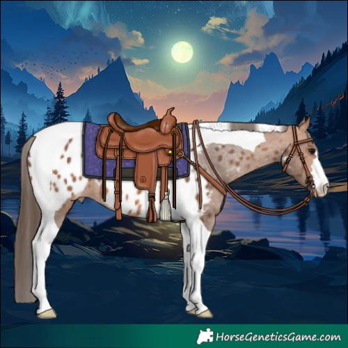 Horse Color:Bay Tobiano Appaloosa 
