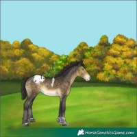 Horse Color:Buckskin Mushroom Tobiano Appaloosa