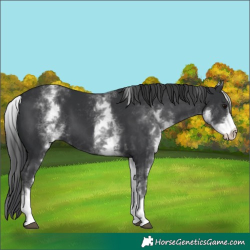 Horse Color:White Spotted Black 