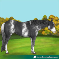 Horse Color:White Spotted Black 