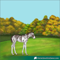 Horse Color:Gray Chocolate Brown Sabino
