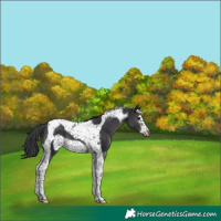 Horse Color:Black Tobiano Frame 