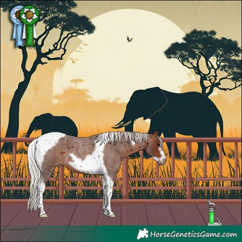 Horse Color:Silver Bay Roan Tobiano Frame