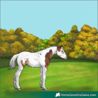Horse Color:Bay Splash Tobiano Frame 