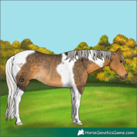 Horse Color:Silver Buckskin Tobiano Rabicano