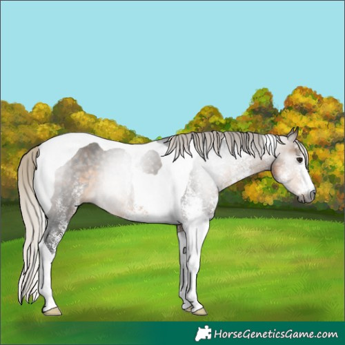 Horse Color:Gray White Spotted Silver Buckskin Tobiano 