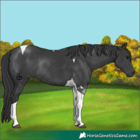 Horse Color:Black Tobiano Rabicano 