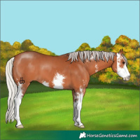 Horse Color:Silver Bay Sabino 
