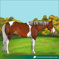 Horse Color:Gray Silver Bay Sabino Tobiano