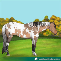 Horse Color:White Spotted Brown Dun 