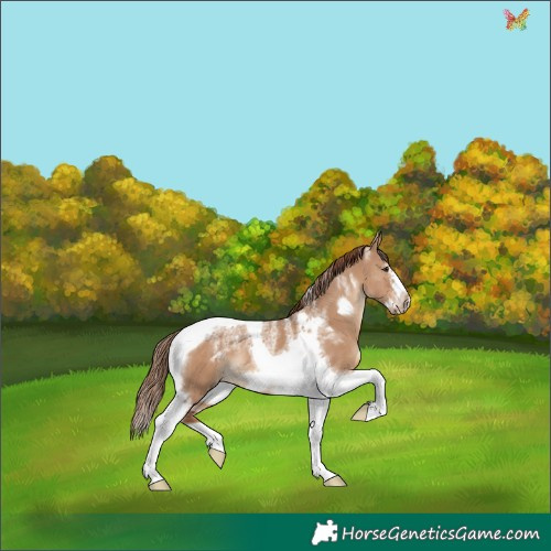 Horse Color:Powder White Red Dun Tobiano Frame Rabicano 