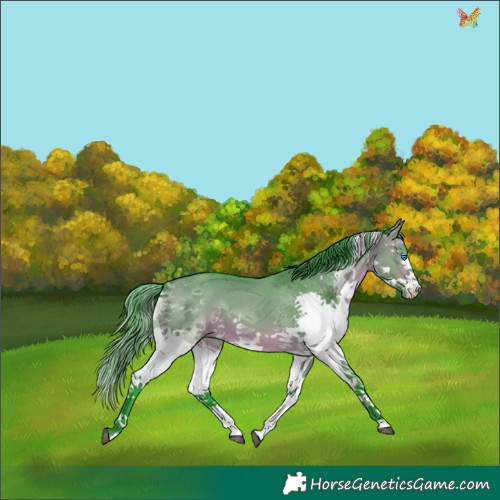 Horse Color:Watercolor Brown Dun Sabino Splash Tobiano 