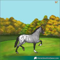Horse Color:Smoky Blue Roan Appaloosa 