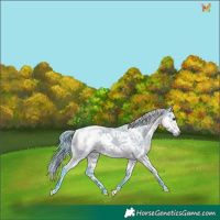 Horse Color:Watercolor Brown Dun Splash Tobiano Frame Appaloosa 