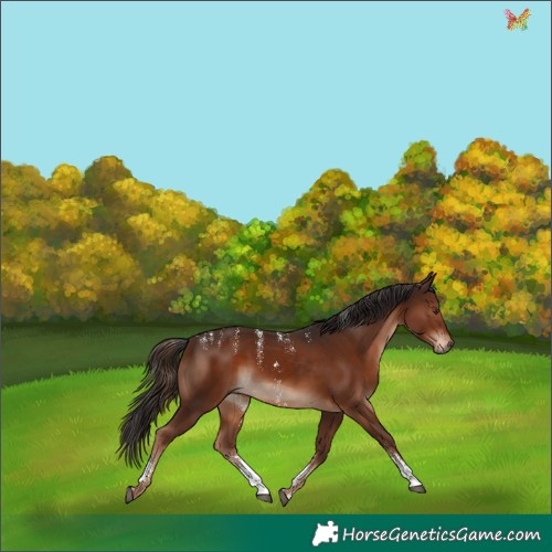 Horse Color:Powder White Liver Chestnut Sabino 