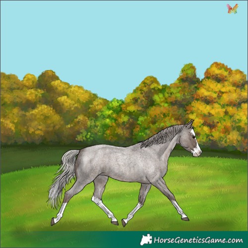 Horse Color:Silver Blue Roan Splash Appaloosa 