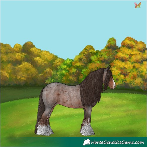 Horse Color:Liver Red Roan Sabino 