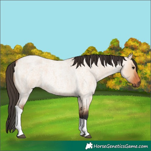 Horse Color:Bay Roan Dun Tobiano 