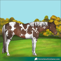 Horse Color:White Spotted Liver Chestnut Tobiano Appaloosa 