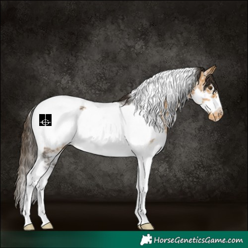Horse Color:White Spotted Buckskin Tobiano Frame Appaloosa 