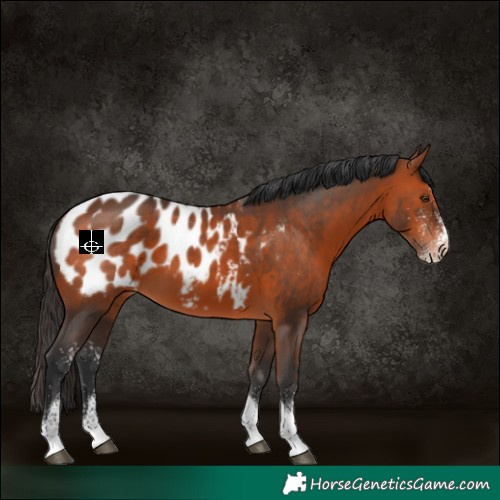 Horse Color:White Spotted Bay Tobiano Appaloosa 