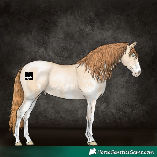 Horse Color:White Spotted Smoky Grullo Pearl Appaloosa 