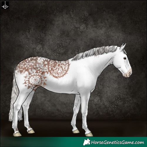 Horse Color:White Spotted Silver Brown Appaloosa 