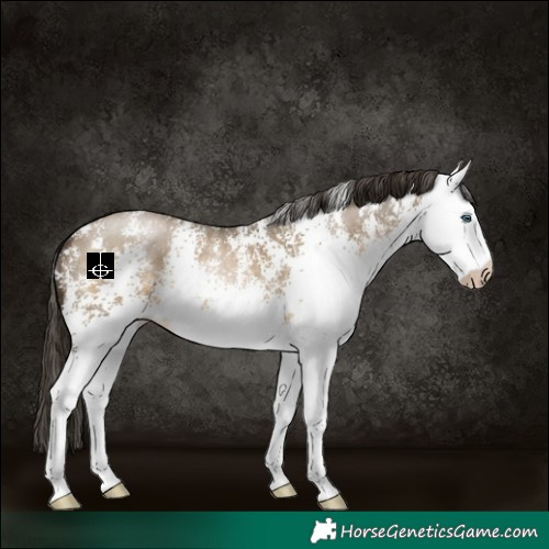 Horse Color:Gray White Spotted Buckskin Pearl 