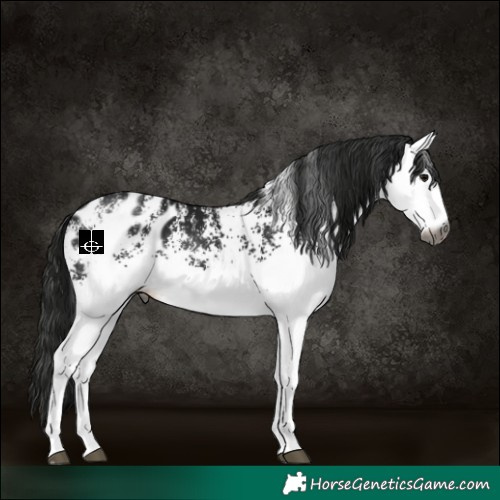Horse Color:Gray White Spotted Black Appaloosa 