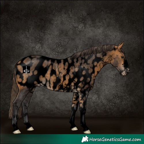 Horse Color:Void White Spotted Buckskin Appaloosa 