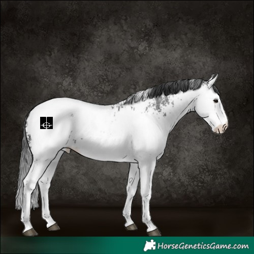 Horse Color:White Spotted Black Appaloosa 
