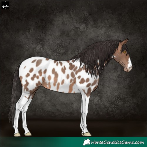 Horse Color:White Spotted Sable Champagne Tobiano Appaloosa 