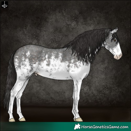 Horse Color:White Spotted Liver Chestnut Sabino 