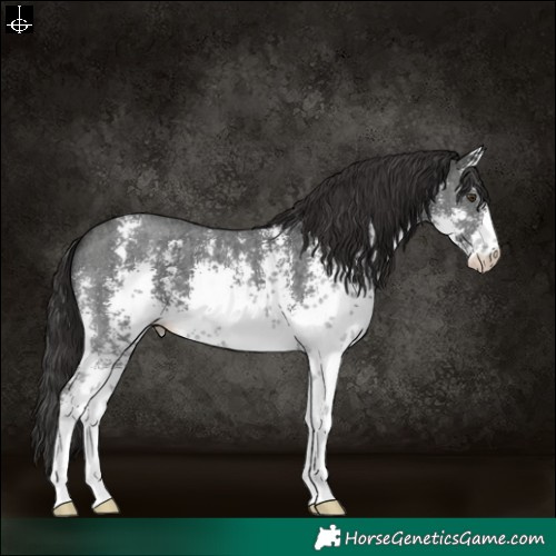 Horse Color:White Spotted Liver Chestnut Sabino 