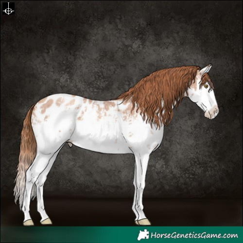 Horse Color:White Spotted Gold Champagne Sabino Splash Blanket 