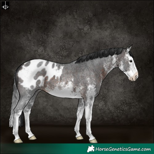 Horse Color:White Spotted Brown Splash Appaloosa 