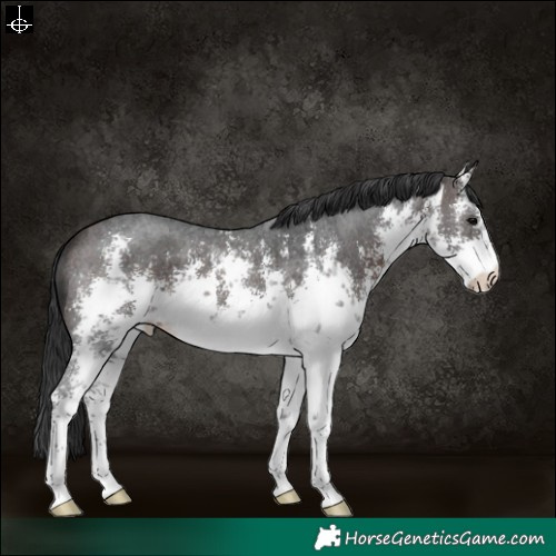 Horse Color:White Spotted Brown Sabino 