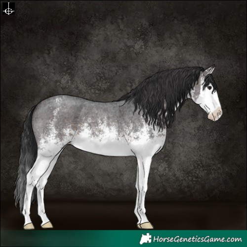 Horse Color:White Spotted Brown Splash 