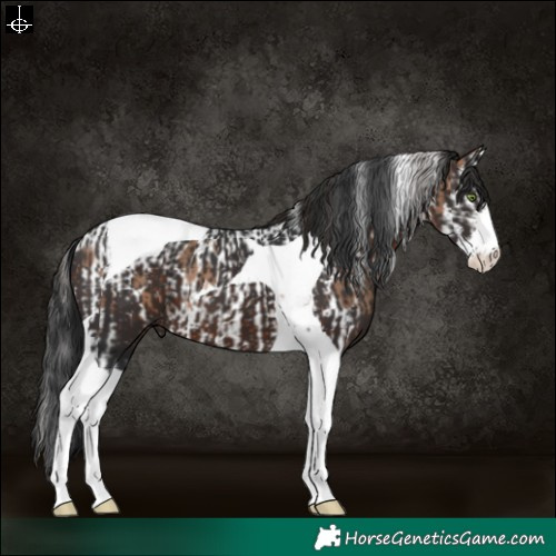 Horse Color:White Spotted Sable Champagne Splash Tobiano Appaloosa  and White Spotted Brown Tobiano 