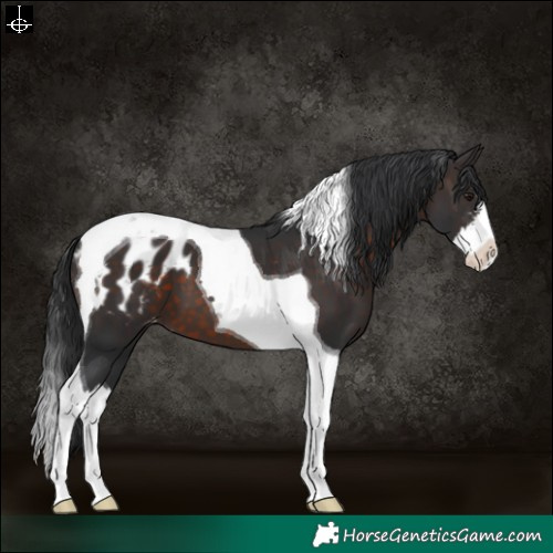 Horse Color:White Spotted Brown Splash Tobiano Appaloosa 