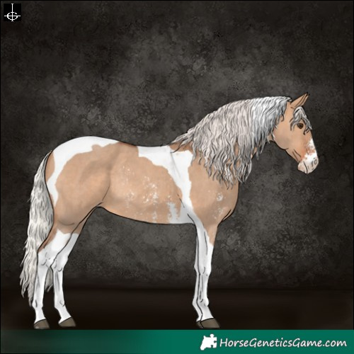 Horse Color:Silver Bay Dun Sabino Tobiano Varnish Rabicano 