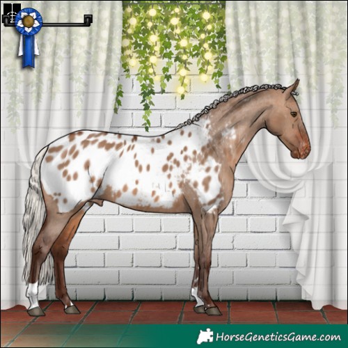 Horse Color:Silver Brown Dun Tobiano Appaloosa 