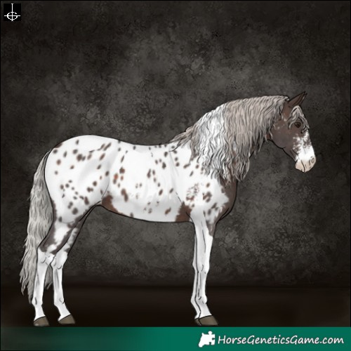 Horse Color:Silver Brown Sabino Tobiano Appaloosa 