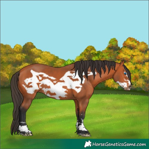 Horse Color:Bay Frame 