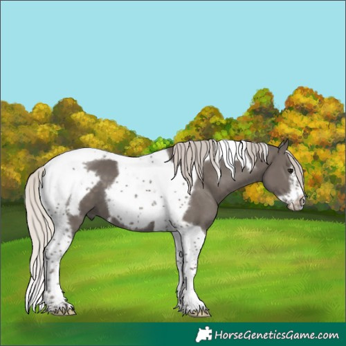Horse Color:Silver Black Tobiano Frame 
