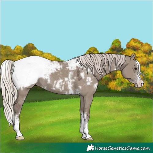 Horse Color:White Spotted Silver Grullo Appaloosa