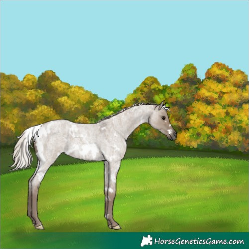 Horse Color:White Spotted Silver Grullo Roan