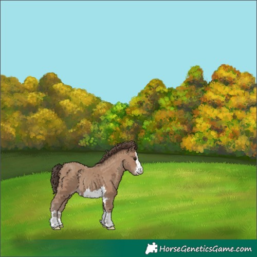 Horse Color:Classic Champagne 