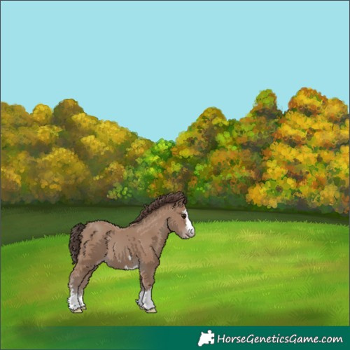 Horse Color:Classic Champagne 