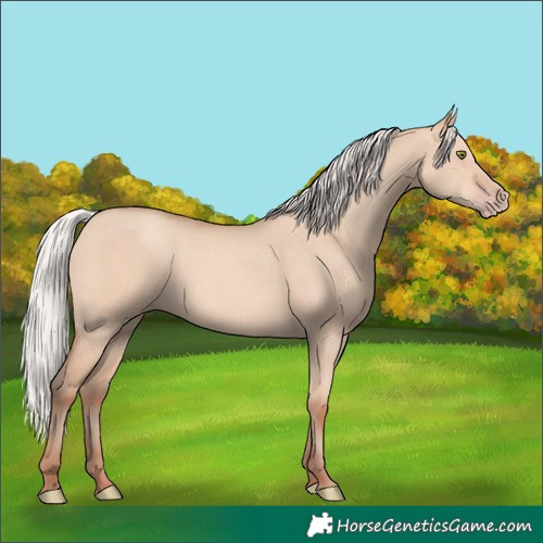 Horse Color:Silver Amber Champagne Dun Rabicano 